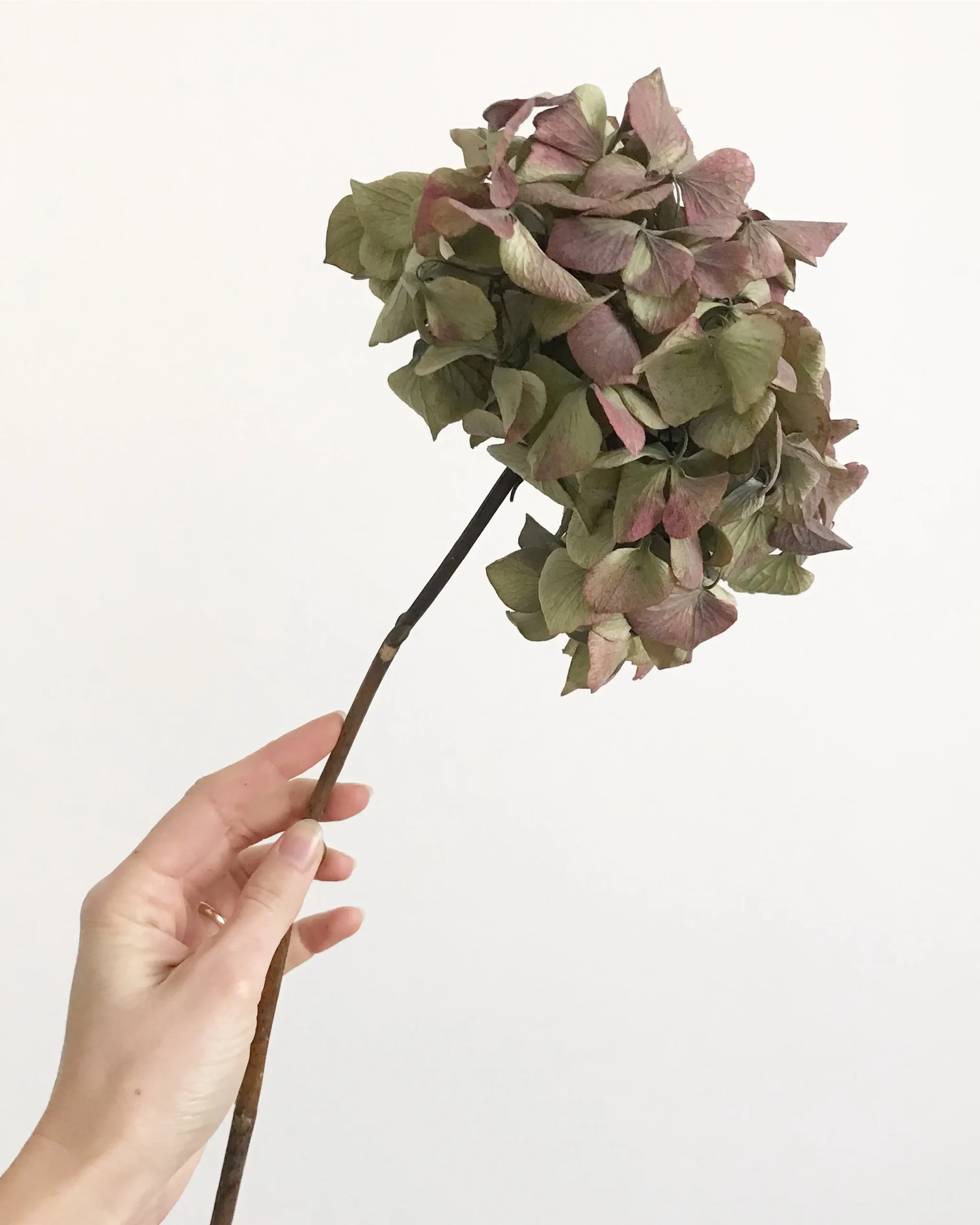 Come essiccare i fiori di ortensia - Quando raccogliere le ortensie per farle essiccare come essiccare i fiori di ortensia - Quando raccogliere le ortensie per farle essiccare
