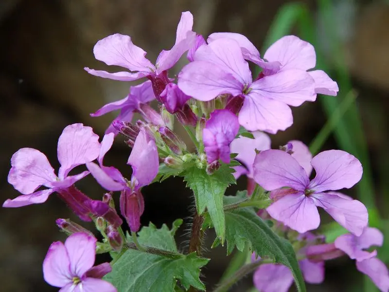 Lunaria Fiori: Coltivazione, Cura e Utilizzo - Quando raccogliere Lunaria lunaria fiori - Quando raccogliere Lunaria