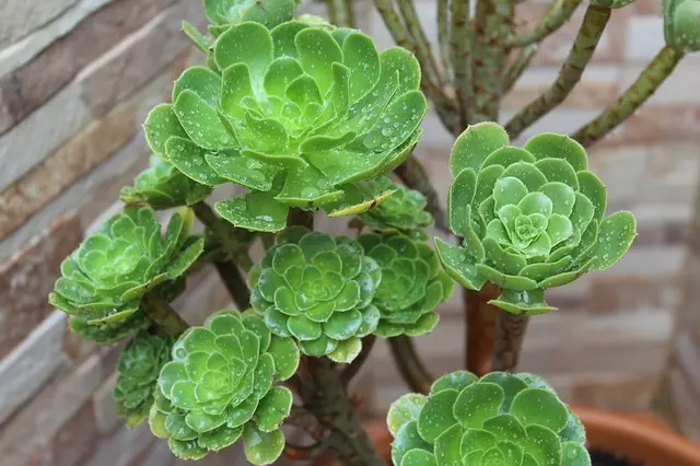 Aeonium Fiore: Come curare e riprodurre questa pianta succulenta - Quando rinvasare Aeonium aeonium fiore - Quando rinvasare Aeonium