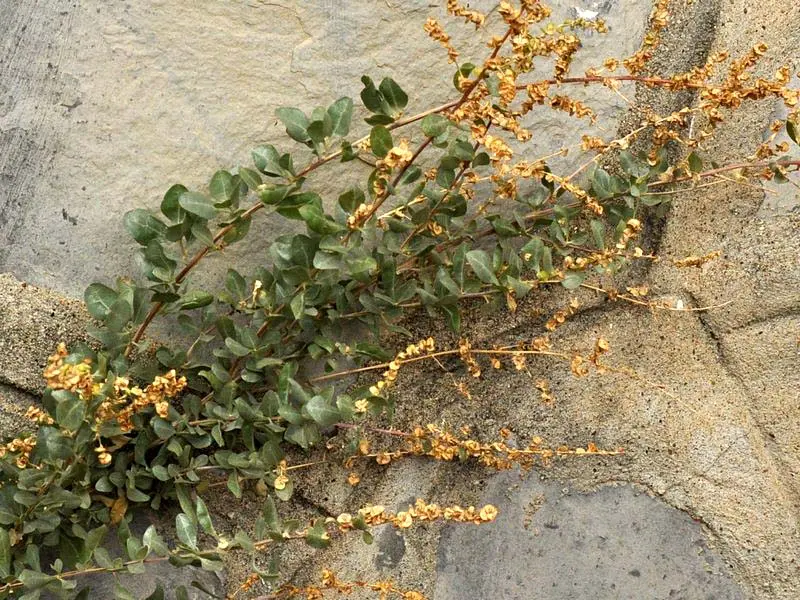 Atriplex Halimus Fiori: La Pianta del Sale - Quando seminare atriplex hortensis atriplex halimus fiori - Quando seminare atriplex hortensis