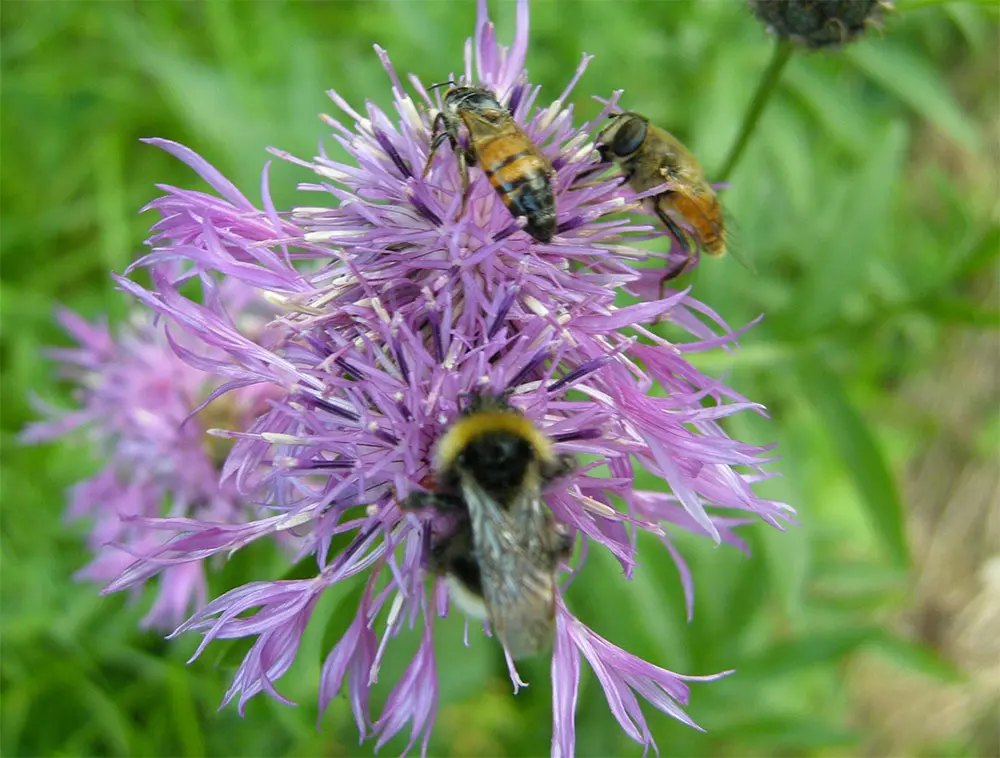Fiori melliferi per api: un'importante fonte di nettare per le api - Quando seminare i fiori Melliferi fiori melliferi per api - Quando seminare i fiori Melliferi