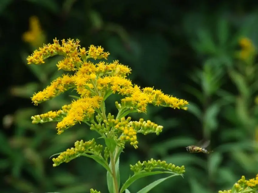 Che pianta è il Solidago - Quando seminare il Solidago solidago fiore - Quando seminare il Solidago