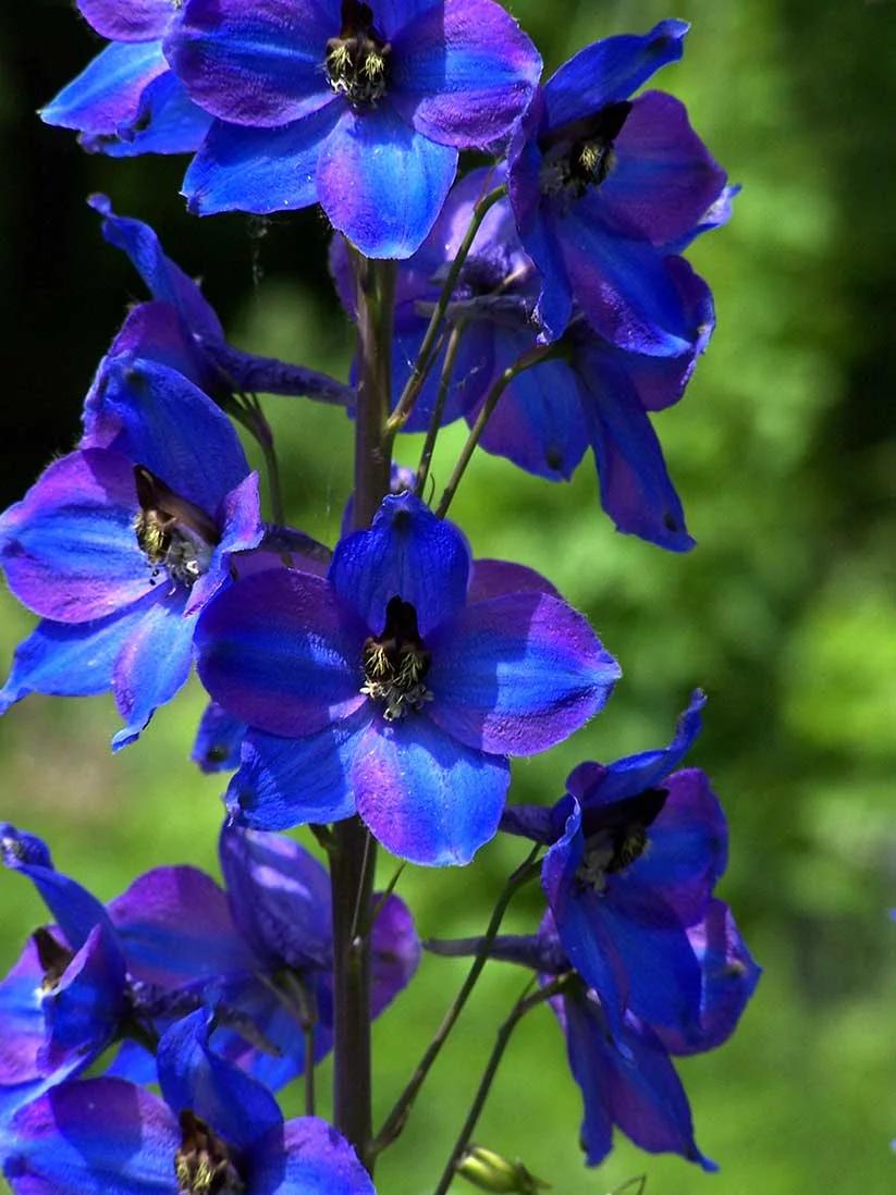 Speronelle Fiori: Una guida completa per la coltivazione e cura - Quando seminare le Speronelle speronelle fiori - Quando seminare le Speronelle