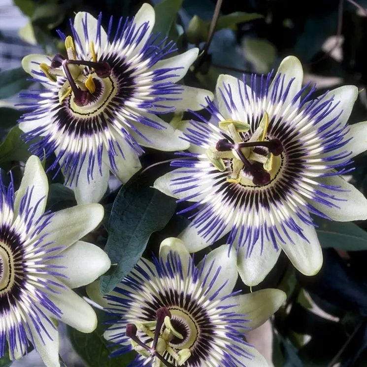 passiflora edulis fiore - Quando si aprono i fiori della Passiflora