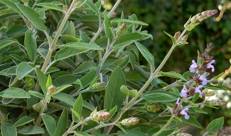Fiori Salvia: Quando e come tagliarli per una migliore crescita - Quando si deve tagliare la salvia fiori salvia vanno tagliati - Quando si deve tagliare la salvia