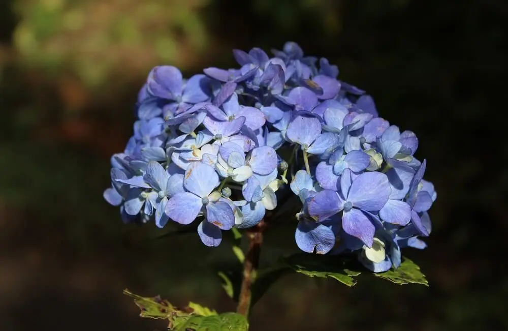 Ortensia Fiori Secchi: Come prendersi cura delle ortensie e dei fiori secchi - Quando si devono tagliare i fiori delle ortensie ortensia fiori secchi - Quando si devono tagliare i fiori delle ortensie