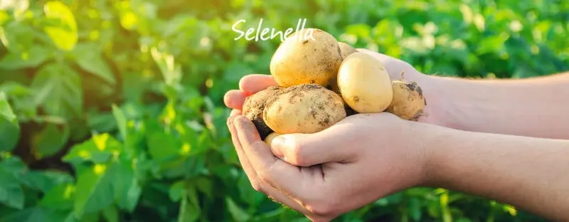 i fiori delle patate vanno tolti - Quando si innaffiano le patate