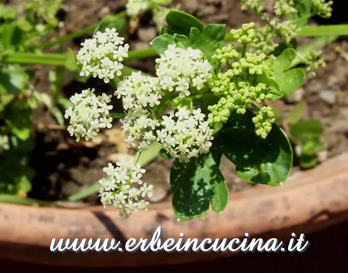 Fiori di sedano: tutto quello che devi sapere - Quando si lega il sedano fiori di sedano - Quando si lega il sedano
