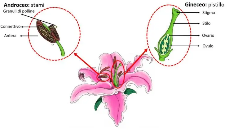 Che cosa sono i fiori ermafroditi - Quando si nasce con due sessi fiore ermafrodito - Quando si nasce con due sessi