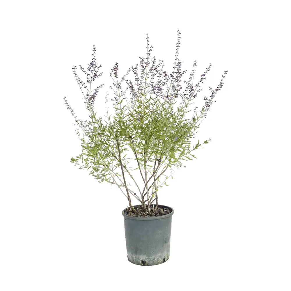 Fiore simile alla lavanda - Quando si pianta la Perovskia fiore simile alla lavanda - Quando si pianta la Perovskia