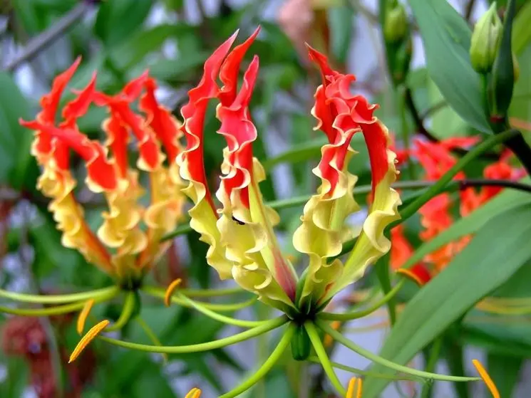 Coltivare la Fiore Gloriosa: Una Guida Completa - Quando si piantano i bulbi della Gloriosa fiore gloriosa - Quando si piantano i bulbi della Gloriosa