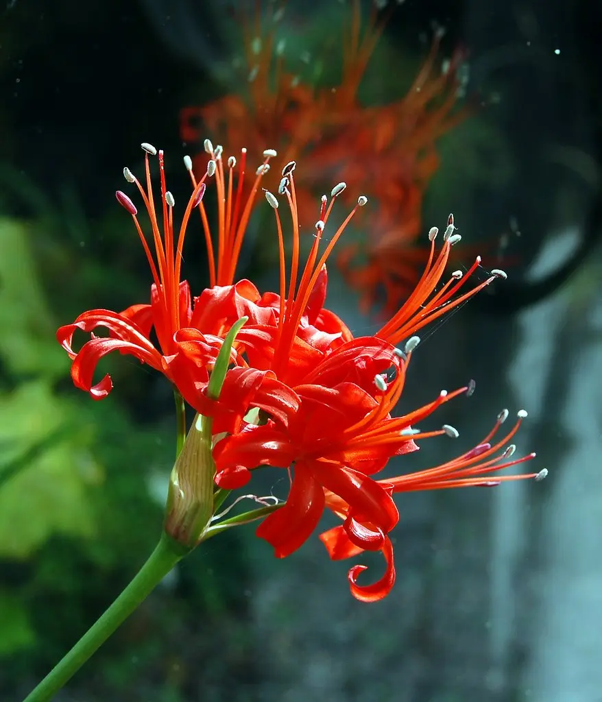fiori nerina - Quando si piantano i bulbi di Nerine