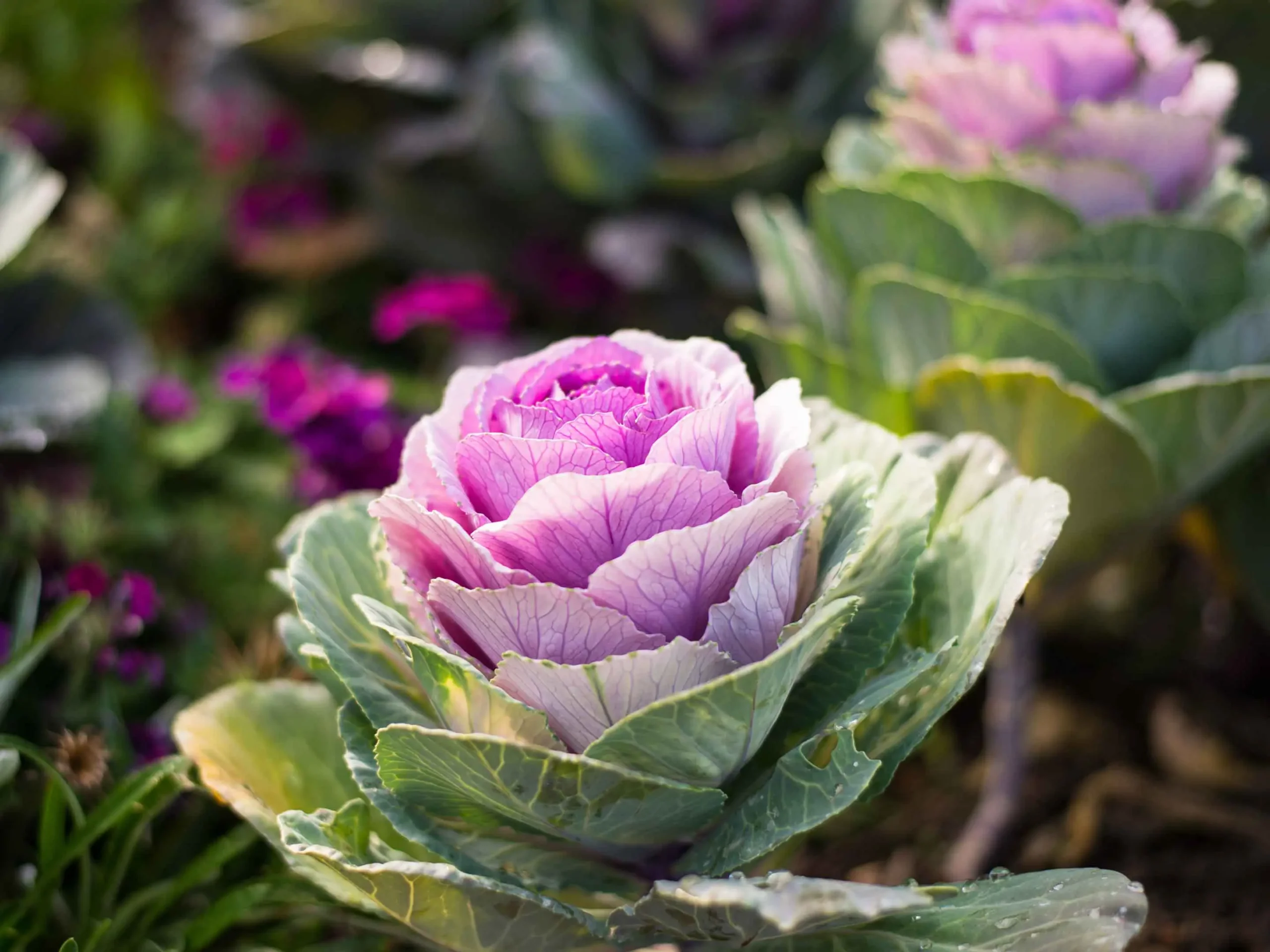 fiore di cavolo - Quando si piantano i cavoli ornamentali