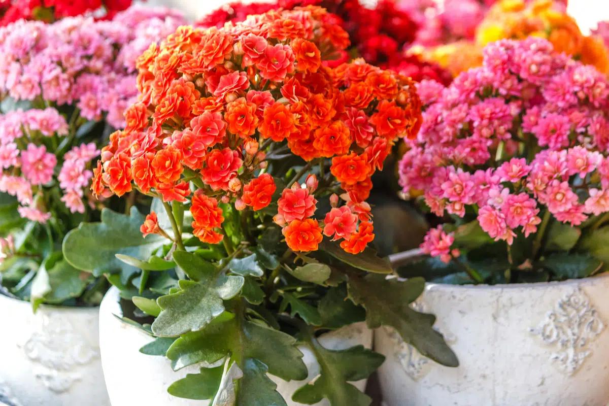Piantine Semigrasse con Fiori: Guida alla Semina e alla Crescita - Quando si piantano i semi di piante grasse piantine semigrasse con fiori - Quando si piantano i semi di piante grasse