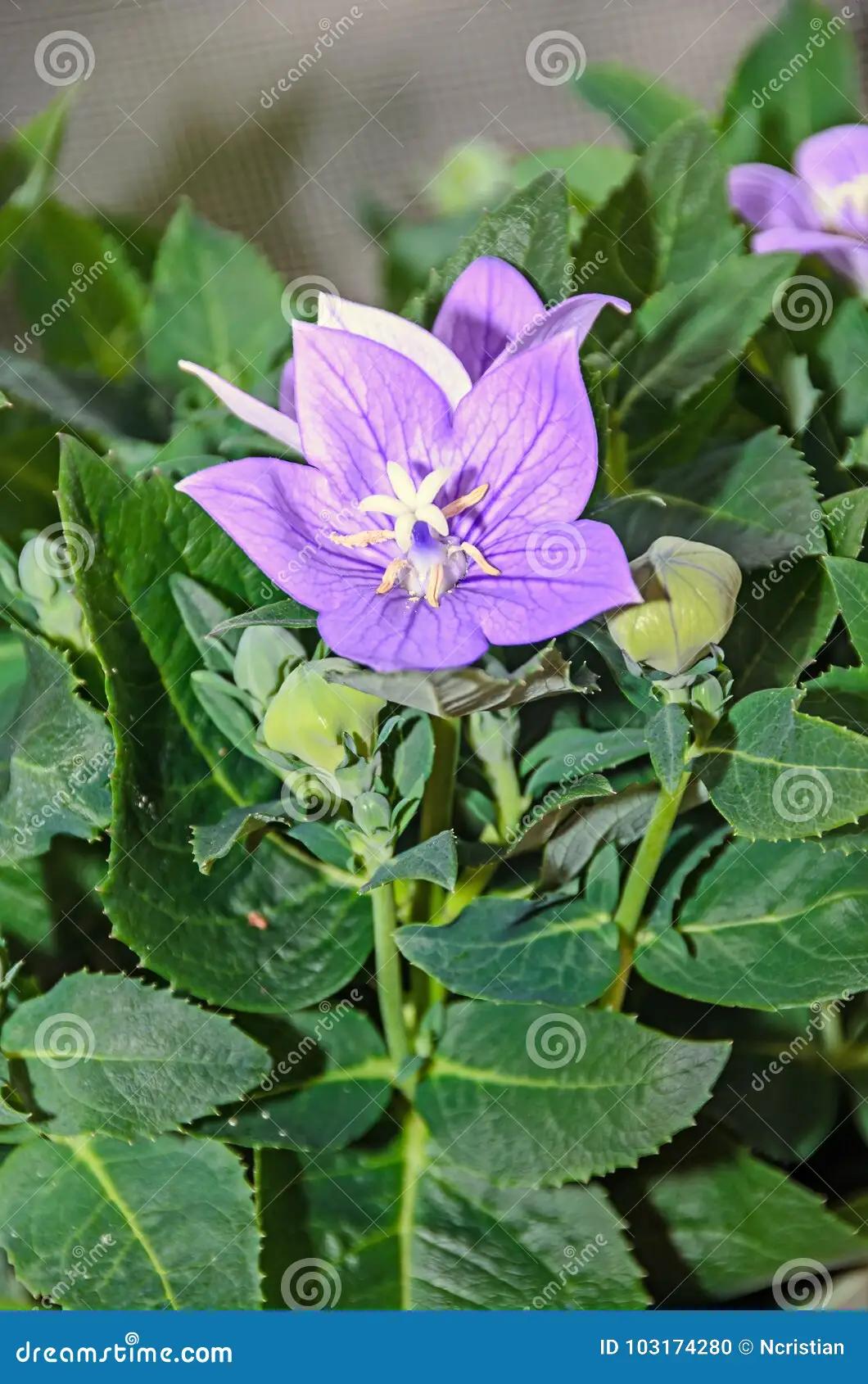 Fiore Pallone: Una Guida Completa sulla Coltivazione e la Cura - Quando si pota il Viburnum Opulus fiore pallone - Quando si pota il Viburnum Opulus
