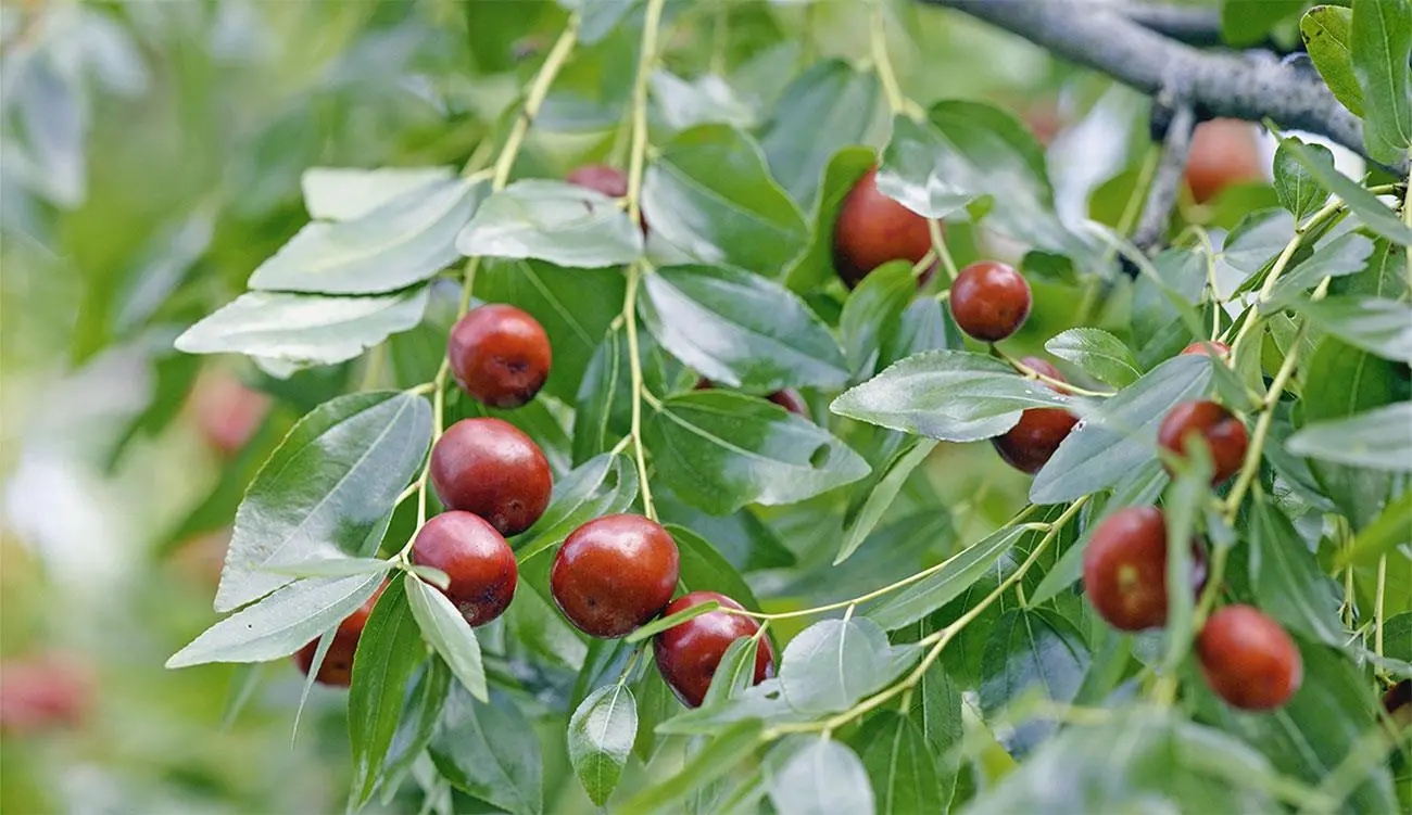 Giuggiole Fiori: un frutto delizioso e versatile - Quando si pota l'albero delle giuggiole giuggiole fiori - Quando si pota l'albero delle giuggiole