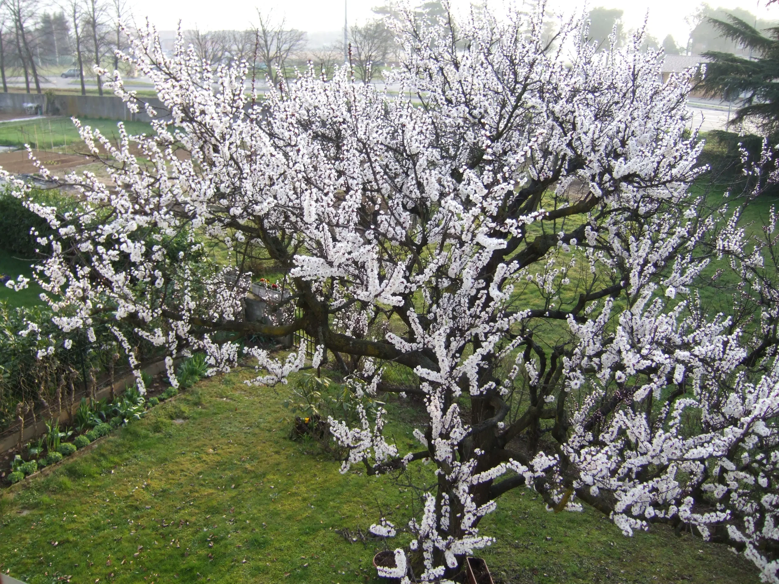 Fiori dell'albicocco: tutto ciò che devi sapere sulla potatura e la coltivazione - Quando si pota l'albero di albicocco fiori dell'albicocco - Quando si pota l'albero di albicocco