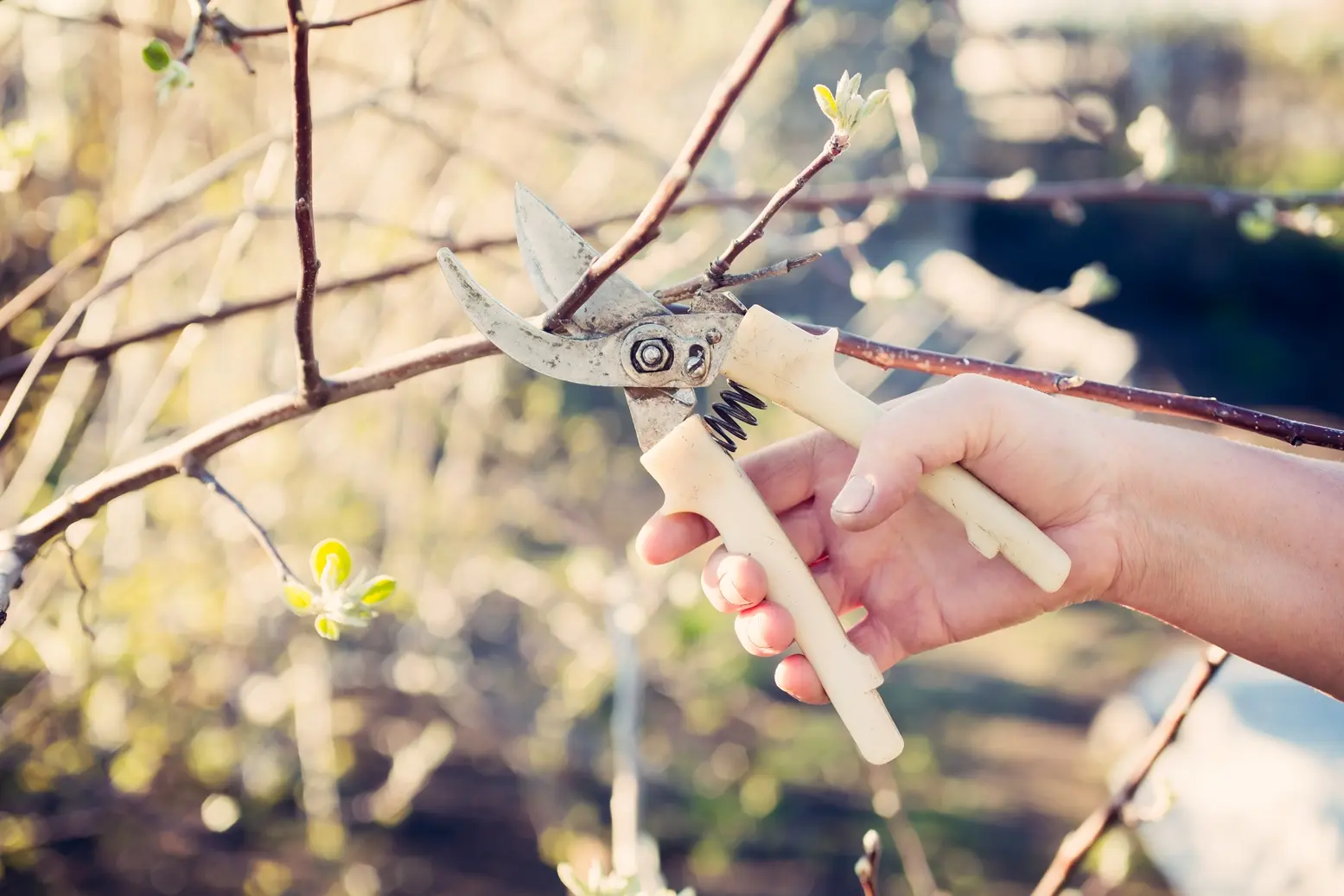 Erba cipollina fiore bianco: un tocco di bellezza nel tuo giardino - Quando si pota l'erba cipollina erba cipollina fiore bianco - Quando si pota l'erba cipollina