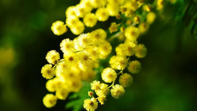 Quando fiorisce la mimosa: un albero sempreverde dal profumo inconfondibile - Quando si pota la pianta di mimosa quando fiorisce la mimosa - Quando si pota la pianta di mimosa