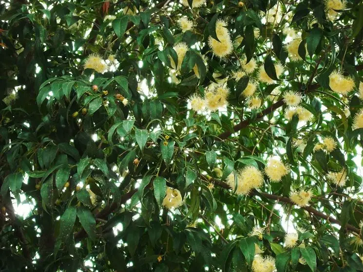 Eugenia Fiori: La pianta perfetta per il tuo giardino - Quando si potare l Eugenia eugenia fiori - Quando si potare l Eugenia