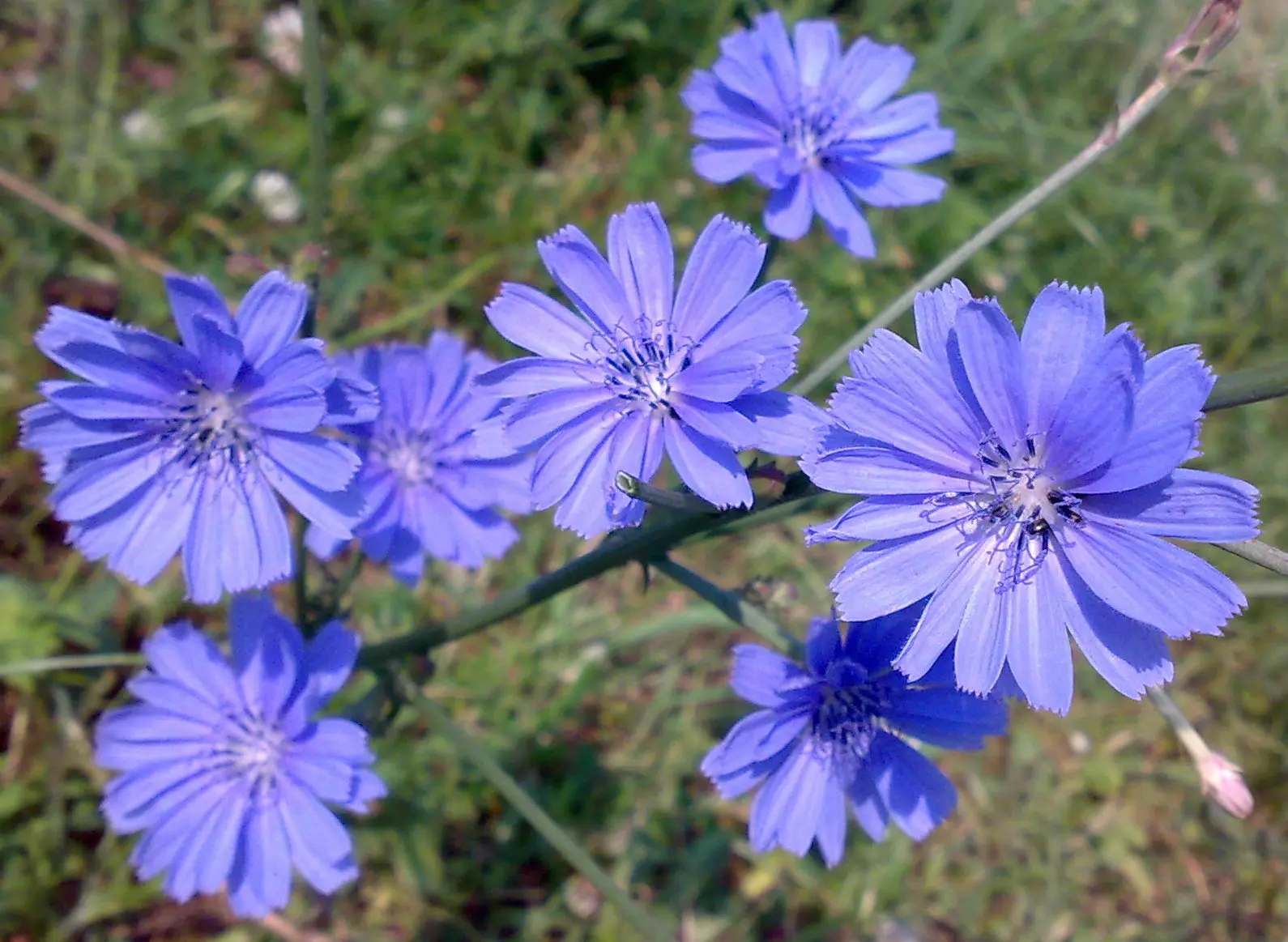 fiori di cicoria selvatica - Quando si può raccogliere la cicoria selvatica