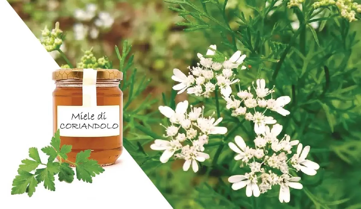 Fiore di Coriandolo: Un tesoro culinario italiano - Quando si raccoglie il coriandolo fiore di coriandolo - Quando si raccoglie il coriandolo