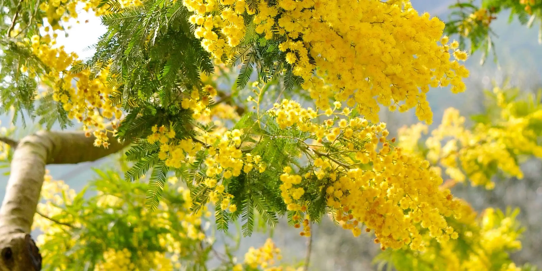 Quando fiorisce l'acacia: una guida completa - Quando si raccoglie il miele di acacia quando fiorisce l acacia - Quando si raccoglie il miele di acacia