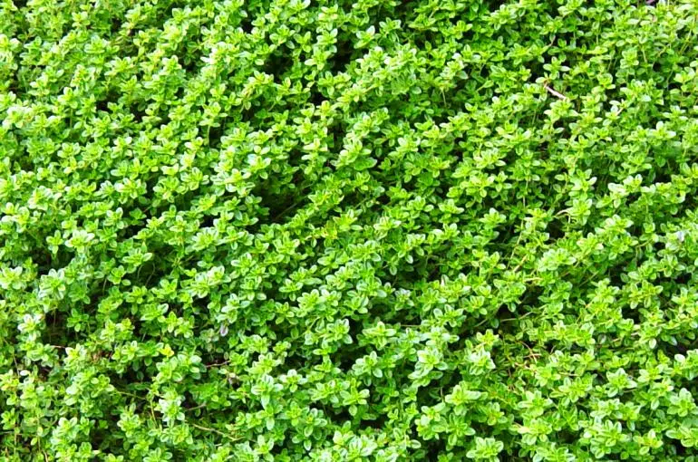 Fiori di Timo Selvatico: Un tesoro profumato della natura - Quando si raccoglie il timo selvatico fiori di timo selvatico - Quando si raccoglie il timo selvatico