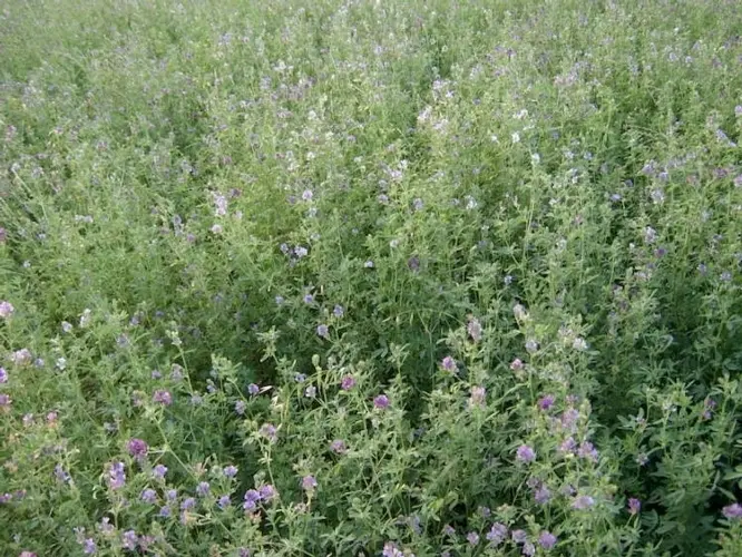 Erba Medica Fiore Giallo: Proprietà e Benefici - Quando si raccoglie l'erba medica erba medica fiore giallo - Quando si raccoglie l'erba medica