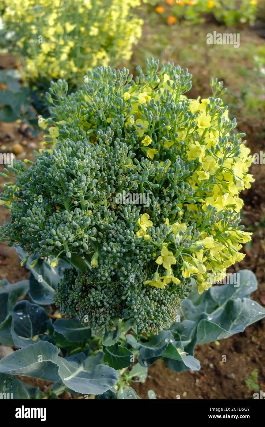 Broccolo Fiorito: il re delle verdure - Quando si raccolgono i broccolo fiolaro broccolo fiorito - Quando si raccolgono i broccolo fiolaro