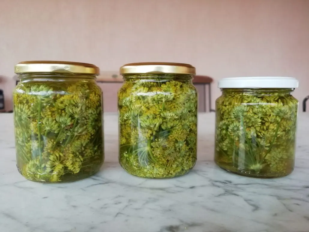 fior di finocchio - Quando si raccolgono i fiori di finocchio