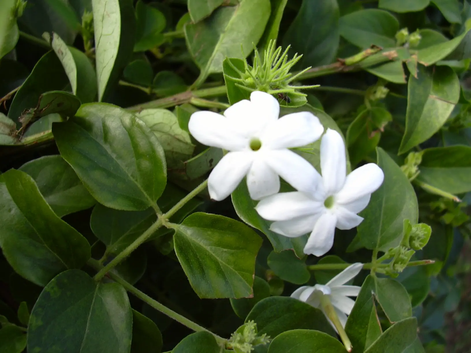 Fiore di Gelsomino: Un Simbolo di Bellezza e Profumo - Quando si raccolgono i fiori di gelsomino fiore di gelsomino - Quando si raccolgono i fiori di gelsomino