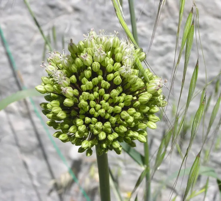 fiore del porro - Quando si raccolgono i semi di porro