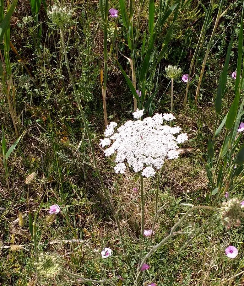 Fiori di carota: una guida completa - Quando si raccolgono le carote selvatiche fiori di carota - Quando si raccolgono le carote selvatiche