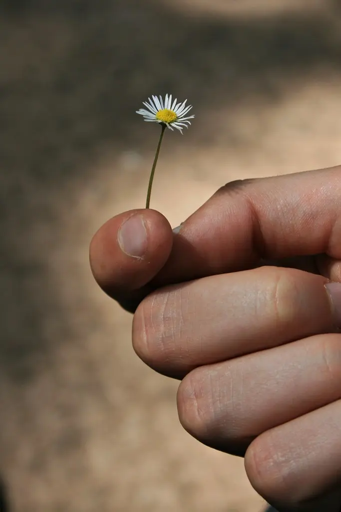 regalare un fiore - Quando si regala un fiore