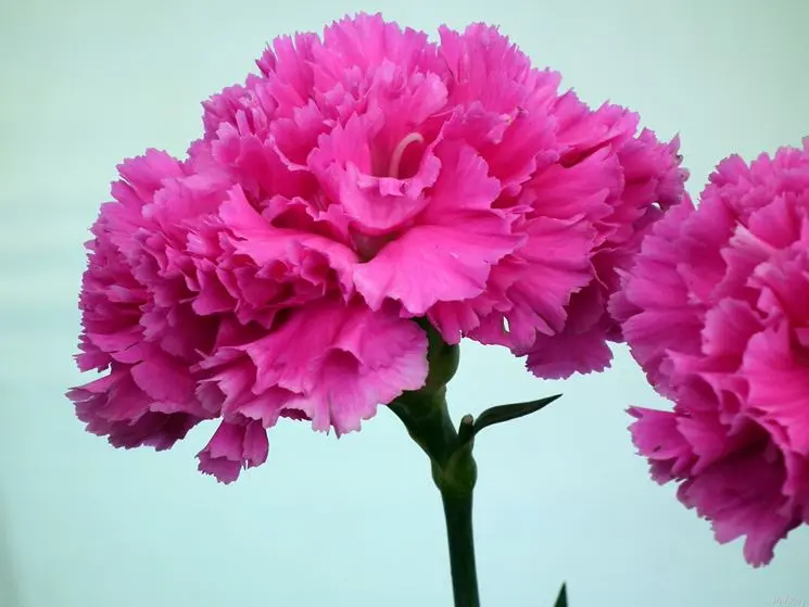 Garofalo Fiore: Il Significato del Fiore degli Dei - Quando si regala un garofano garofalo fiore - Quando si regala un garofano