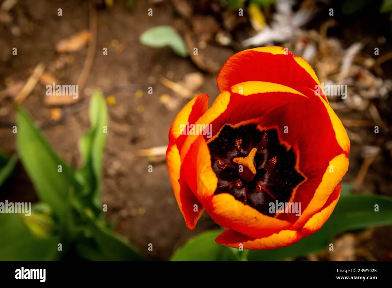 Fiore simile al tulipano: scopri le sue caratteristiche e le varietà più belle - Quando si regala un tulipano fiore simile al tulipano - Quando si regala un tulipano