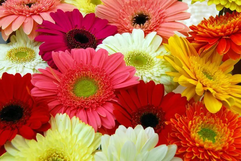 Fiori di Gerbera: Il Regalo Perfetto per Ogni Occasione - Quando si regala una gerbera fiori di gerbera - Quando si regala una gerbera