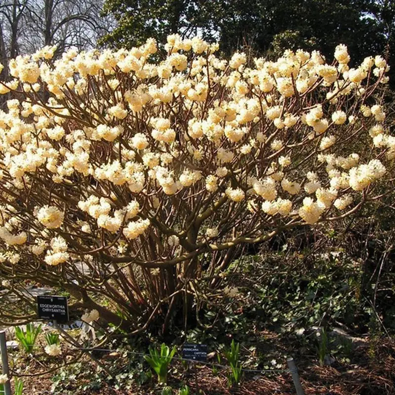 Fiori bastone di san giuseppe: guida completa alla coltivazione e cura