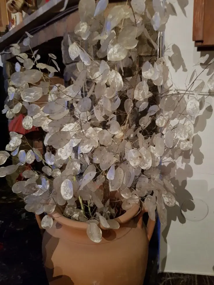Fiore Medaglia del Papa: una pianta simbolo di benedizione - Quando si semina la medaglia del Papa fiore medaglia del papa - Quando si semina la medaglia del Papa