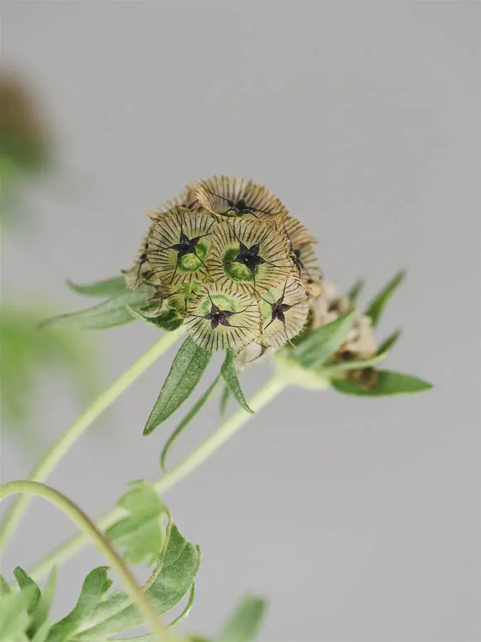 Scabiosa fiore: una guida completa sulla coltivazione e la cura - Quando si semina la Scabiosa scabiosa fiore - Quando si semina la Scabiosa