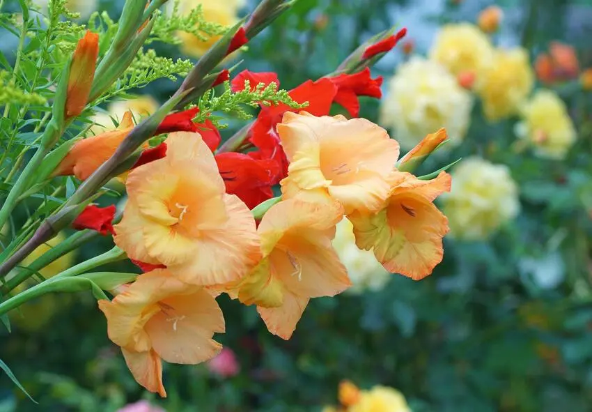 Perché i gladioli non fioriscono? - Quando si tolgono dalla terra i bulbi dei Gladioli perché i gladioli non fioriscono - Quando si tolgono dalla terra i bulbi dei Gladioli