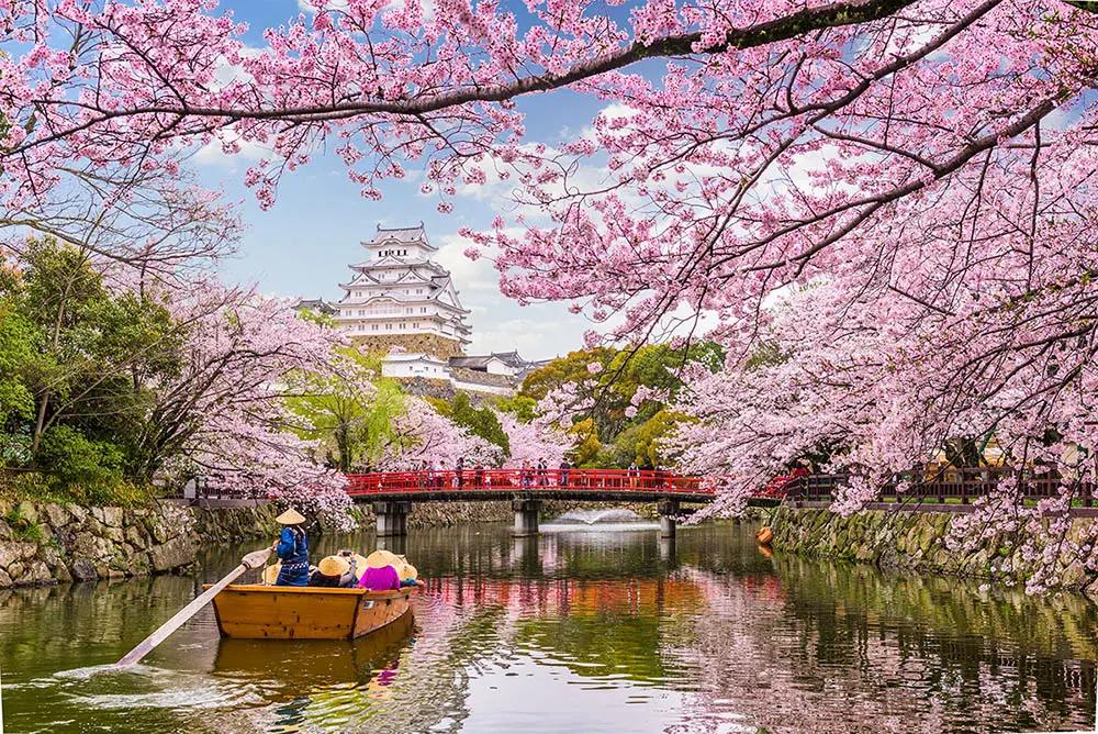 quando fioriscono i ciliegi in giappone - Quando si vedono i ciliegi in fiore in Giappone