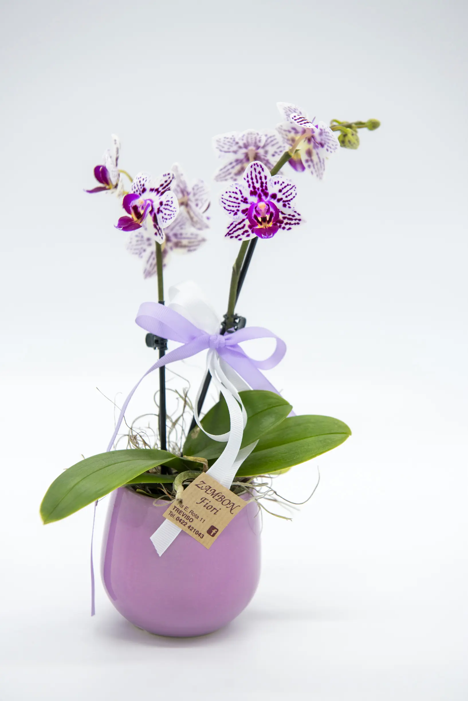 orchidea fiori piccoli - Quando staccare il keiki
