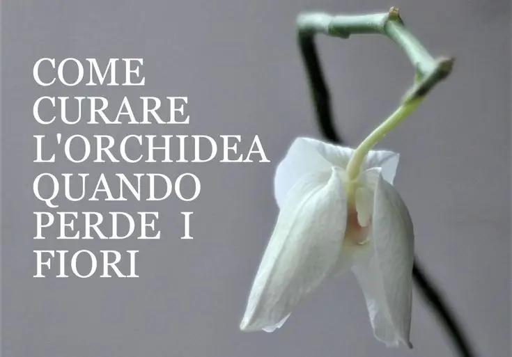 cosa fare quando l'orchidea perde i fiori - Quando tagliare gli steli delle orchidee
