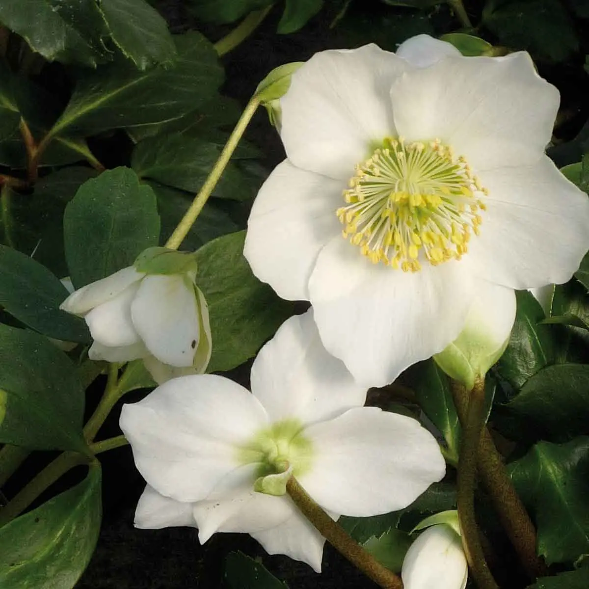 Rosa d'inverno: una pianta velenosa ma afmaravilloso - Quando tagliare i fiori secchi dell elleboro rosa d'inverno fiore velenoso - Quando tagliare i fiori secchi dell elleboro
