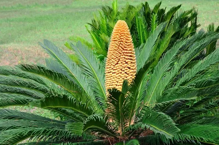 Fiore Cycas: tutto ciò che devi sapere - Quando tagliare il fiore della Cycas femmina fiore cycas - Quando tagliare il fiore della Cycas femmina