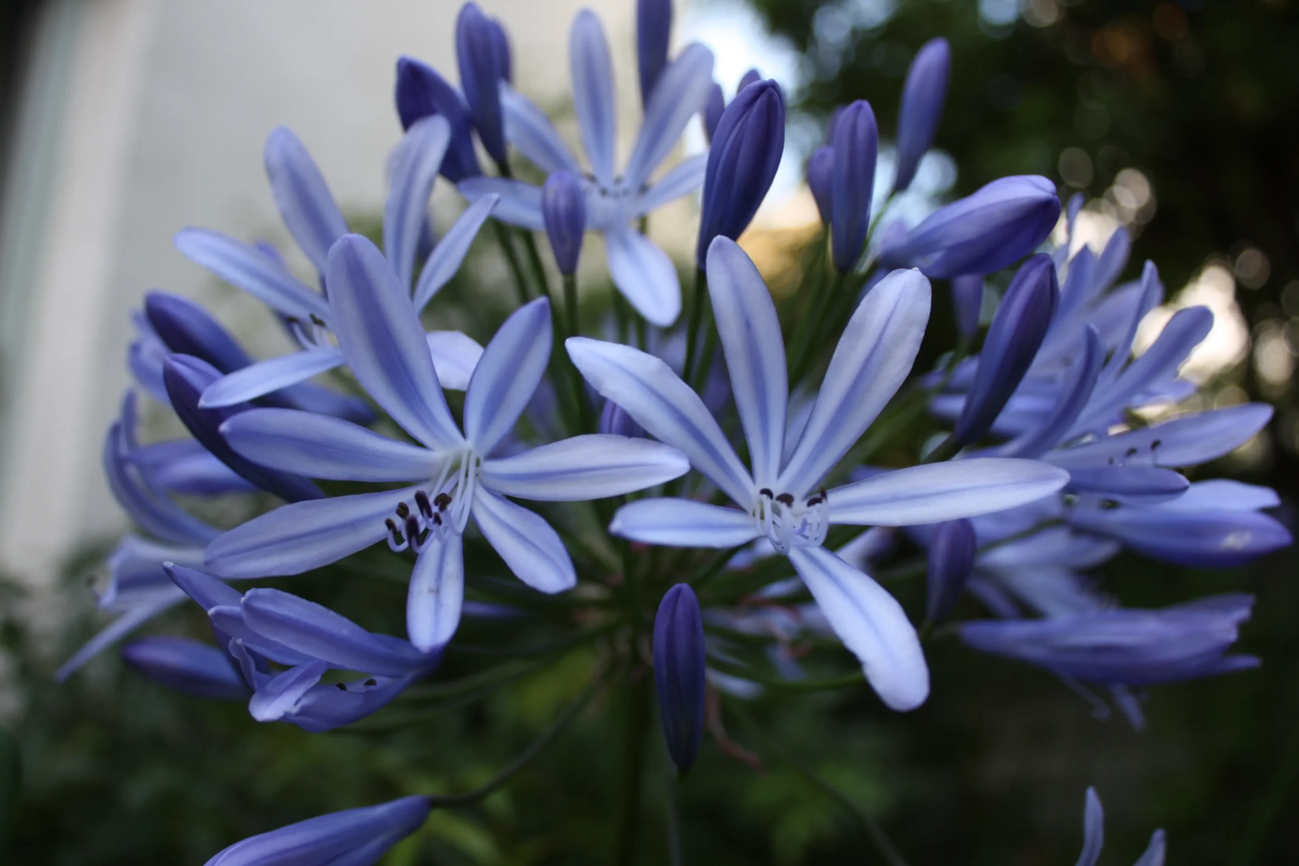 Agapanthus Fiori: tutto quello che devi sapere - Quando togliere i fiori Agapanthus agapanthus fiori - Quando togliere i fiori Agapanthus