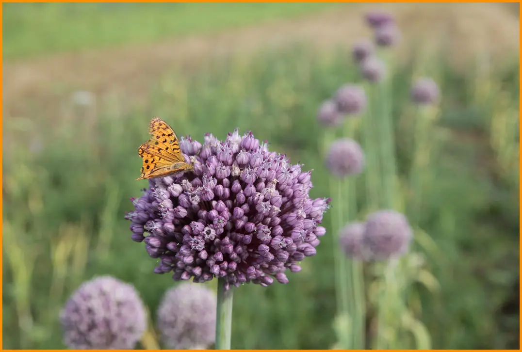 Fiori dell'aglione: tutto quello che devi sapere - Quando togliere i fiori dell aglione fiori dell'aglione - Quando togliere i fiori dell aglione