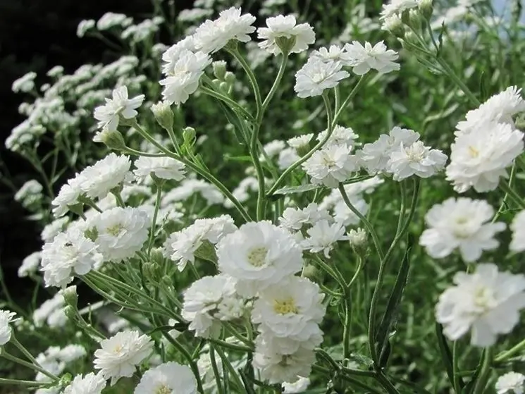 Fiore della sposa pianta: protezione invernale con il velo protettivo - Quando togliere il velo da sposa alle piante fiore della sposa pianta - Quando togliere il velo da sposa alle piante